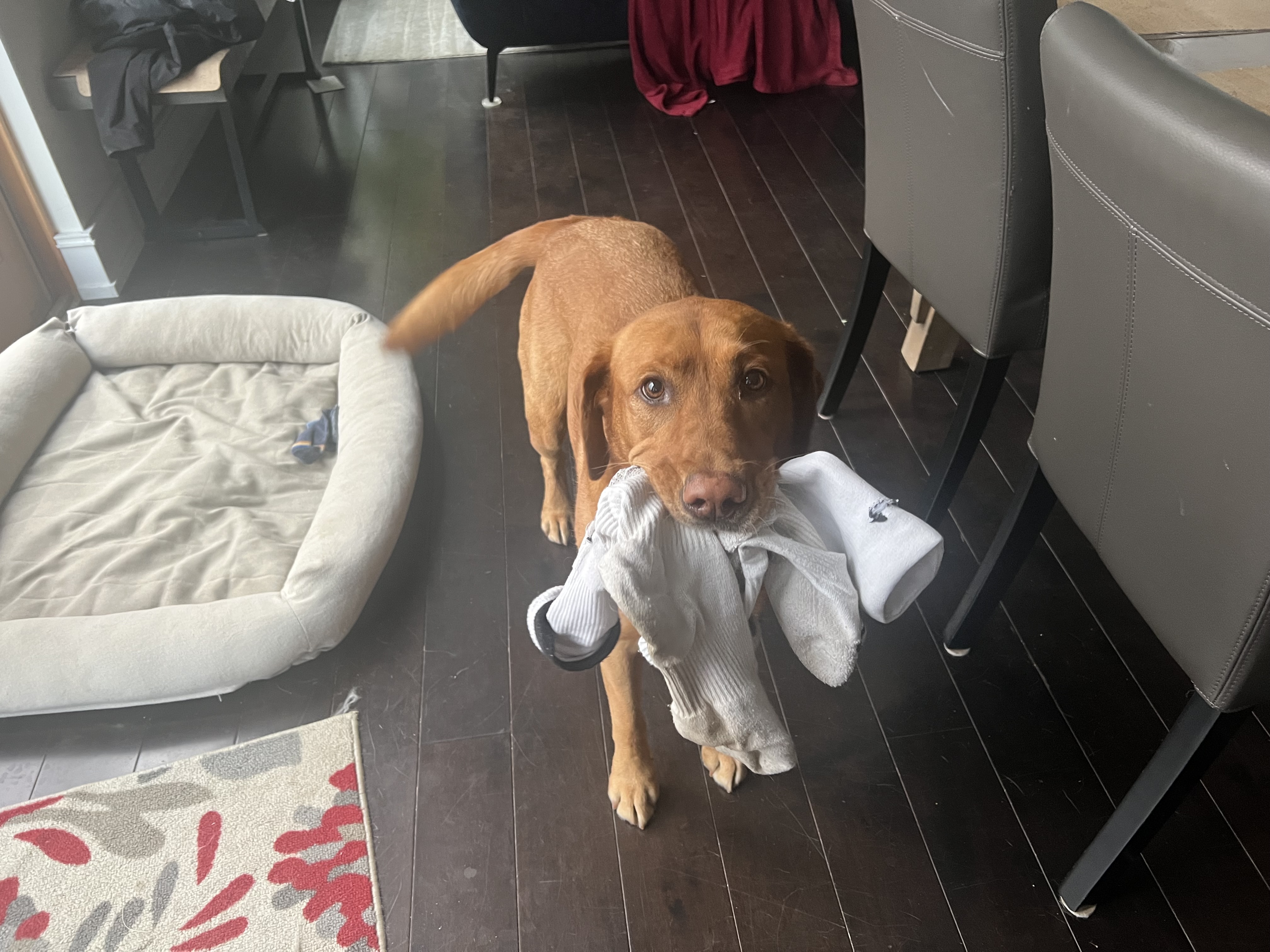 The dog